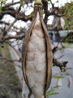 ขายเมล็ดเหลืองปรีดียาธรพร้อมเพาะจำนวนมาก