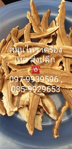 เห็ดหลินจือ Ganoderma lucidum | เฟิร์สบีนส์ -  กรุงเทพมหานคร