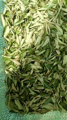 dry curry leaves ใบแกง ใบกะหรี่ (ไม่ใช่ใบหมุย)