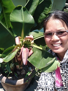 กล้วยหอมแคระ | เมล็ดพันธุ์ดี เกษตรวิถีไทย - เมืองระยอง ระยอง