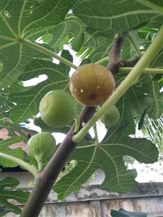 ต้นกล้ามะเดื่อฝรั่งพันธุ์คิง King Fig Seedling