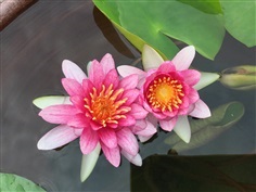 บัวทับทิมสยาม Ellisiana | Water Lily &  Tree - เมืองนครราชสีมา นครราชสีมา