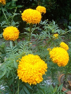 เมล็ดดอกดาวเรือง 100 เมล็ด/ถุง African Marigold seed | Alungkarn - เมืองราชบุรี ราชบุรี