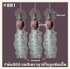 สัปปะรดสีเคราฤาษีในลูกตีนเป็ด