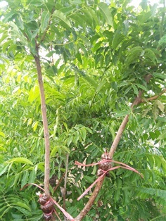 กิ่งตอนสะเดามัน | สวนมะนาวแป้นไร่สุ่มมาตร์  - เมืองลพบุรี ลพบุรี
