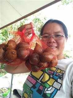 ผลสละอินโดสายน้ำผึ้งพร้อมทาน | เมล็ดพันธุ์ดี เกษตรวิถีไทย - เมืองระยอง ระยอง