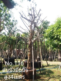 มั่งมี No.116