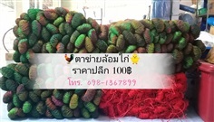 ตาข่ายล้อมไก่ | ร้านถนอมพาณิชย์การเกษตร - นาโพธิ์ บุรีรัมย์