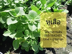 หูเสือ/หูเสือด่าง | บ้านหญ้าหวาน โตนานการ์เด้น นนทบุรี - ปากเกร็ด นนทบุรี