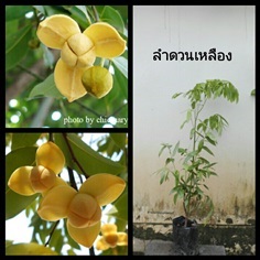 ลำดวนเหลือง (ไม้ดอกหอม-โบราณ)