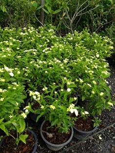 ต้นช้อนทอง - Yellow Mussaenda (กทม)    