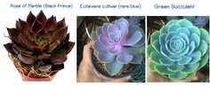 กุหลาบหิน Echeveria Pollux ,Rose of Marble ฟอกอากาศดูดสารพิษ | บ้านสมุนไพรหอมหมื่นลี้ - แม่ริม เชียงใหม่