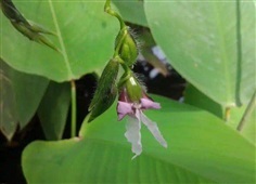 คล้าน้ำ | Vegetable seeds - หนองแค สระบุรี