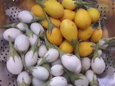 มะเขือไข่เต่าขาว | Vegetable seeds - หนองแค สระบุรี