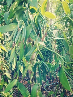 ขายส่งต้นกล้าวานิลลา กิ่งวานิลลา ไม้หายาก waninla | วันเดอร์กรีน - เชียงดาว เชียงใหม่