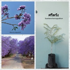 ศรีตรัง