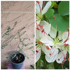 Bauhinia hookeri ชงโคแคระดอกขาว ราคาต้นละ1,700บาท