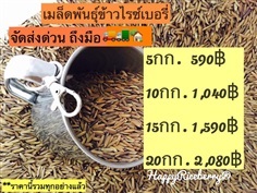 เมล็ดพันธุ์ข้าวไรซ์เบอรี่