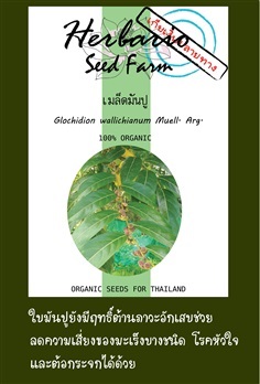 ขายเมล็ดมันปู | คลังเมล็ดพันธุ์สวนสมุนไพร - เมืองชลบุรี ชลบุรี