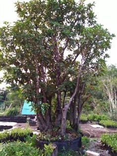 ต้นสร้อยระย้า [ จิกน้ำ ] | P.somsri Garden -  ตรัง