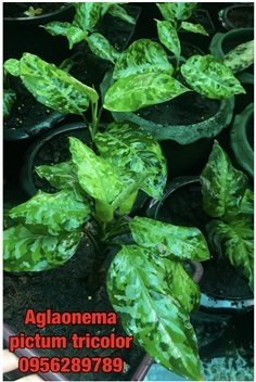 Aglaonema pictum tricolor, เสือพราน 3 สี