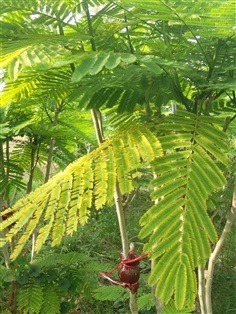 กิ่งตอนชะอมพันธ์หนามน้อย | สวนมะนาวแป้นไร่สุ่มมาตร์  - เมืองลพบุรี ลพบุรี