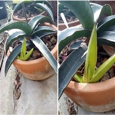 Sansevieria zibarrica