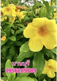 บานบุรี, ต้นดอกบานบุรี สีเหลือง  | อัญชัน seeds - สวนหลวง กรุงเทพมหานคร