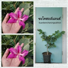 ชงโคฮอลแลนด์  | สวนเบญจรงค์สุคนธ์ -  นครราชสีมา