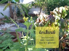 ผักเสี้ยนผี