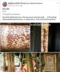 ไผ่ลายเสือ | สวนกิ่งไผ่ - แม่สอด ตาก