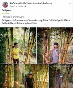 ไผ่ศรีสุขทอง