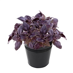 เมล็ดพันธุ์ อิตตาเลี่ยนเบซิลสีม่วง Purple-Italian-Basil