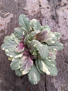 อาจูก้าเบอร์กันดี้ Ajuga bergundy