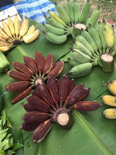 ขายพันธุ์กล้วยน้ำว้าดำ | เมล็ดพันธุ์ดี เกษตรวิถีไทย - เมืองระยอง ระยอง