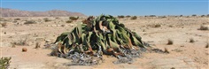 ปีศาจทะเลทราย - Welwitschia mirabilis seed