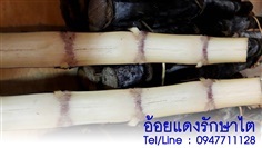 ขายอ้อยแดงรักษาไต ราคาถูก จัดส่งทั่วประเทศ | ฟามสุข - คลองหลวง ปทุมธานี