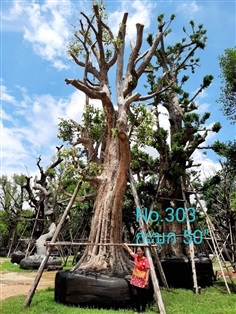 กะบก No. 303