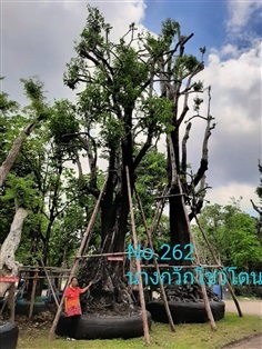 นางกวัก No. 262