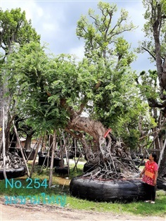 มะขาม No. 254 | ร้านป้าแดง(คลอง6) -  ปทุมธานี