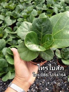 ไทรใบสัก | สวนนรัชยา - วัฒนา กรุงเทพมหานคร