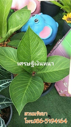 เศรษฐีเงินหนา