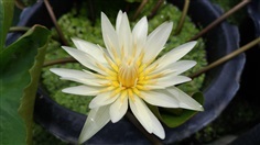 บัวสีขาว White Water Lily 