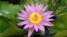 บัวสีชมพู Pink Water Lily 
