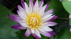 บัวผันเพอเพิลจอย Purple Joy Water Lily