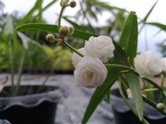 มะลิน้ำ Alismataceae | โอปอ ไม้น้ำ - วัฒนา กรุงเทพมหานคร