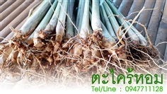 ขายตะไคร้หอม ราคาถูก จัดส่งทั่วประเทศ