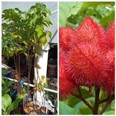 คำแสด หรือ คำไทย (Annatto tree) 450