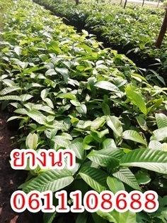 กล้าพันธุ์ ยางนา | sk farm - บางกระทุ่ม พิษณุโลก