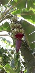 ขายหน่อกล้วยพันธุ์ปากช่อง50 | สวนแพรวไพร - เลิงนกทา ยโสธร